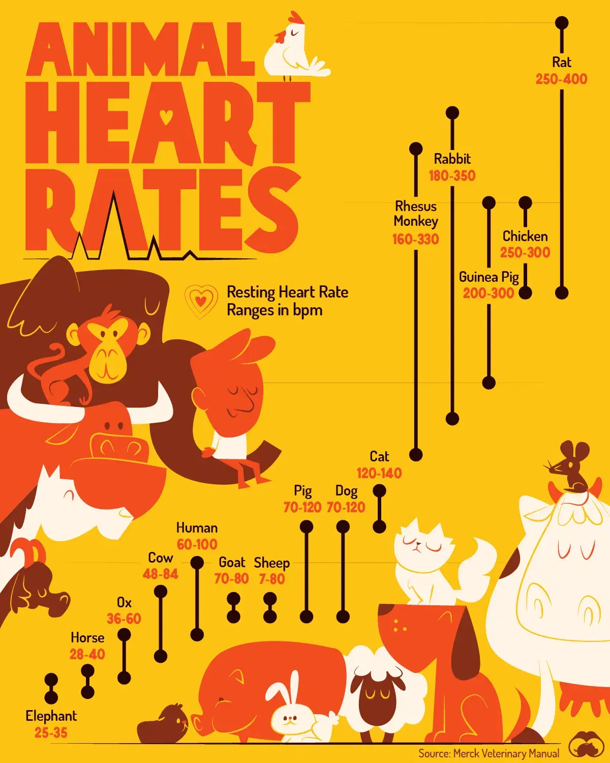 Small Animals Have Higher Resting Heart Rates 🐁