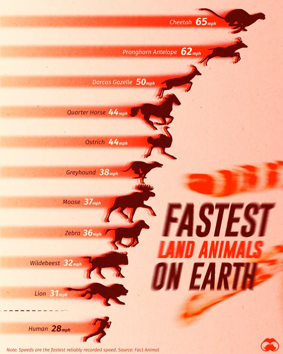 The Fastest Land Animals on the Planet