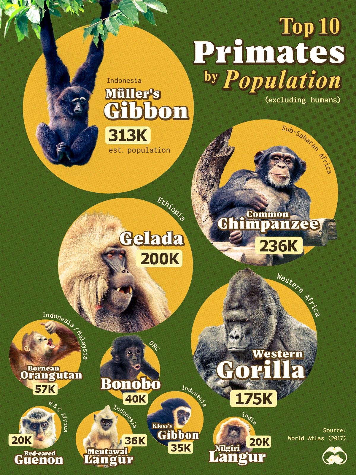 The World's Most Common Primates 🍌