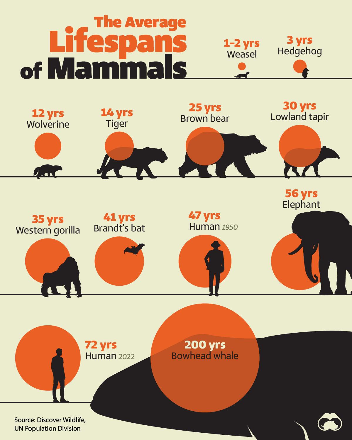 How Human Lifespans Compare to Other Mammals